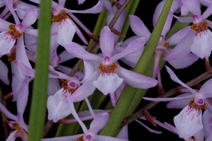 Holcoglossum Pink Jenny Diamond Orchids HCC/AOS 78 pts.